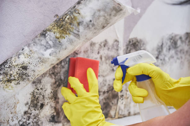 Best Biohazard Mold Removal  in Elm Grove, WI